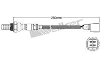 Walker Products 250-24344 Oxygen sensor