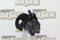 Da Silva DP2493 Steering pump — Photo #2 Da Silva DP2493 Steering pump — Photo #2
